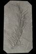 Pennsylvanian Horsetail (Asterophyllites) Fossil - France #51100-1